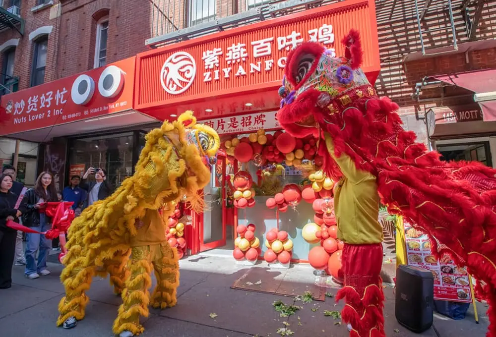 两只红黄醒狮在纽约法拉盛紫燕百味鸡门前表演舞狮，背景是挂有彩球装饰的鲜红店面招牌，路人驻足观看。