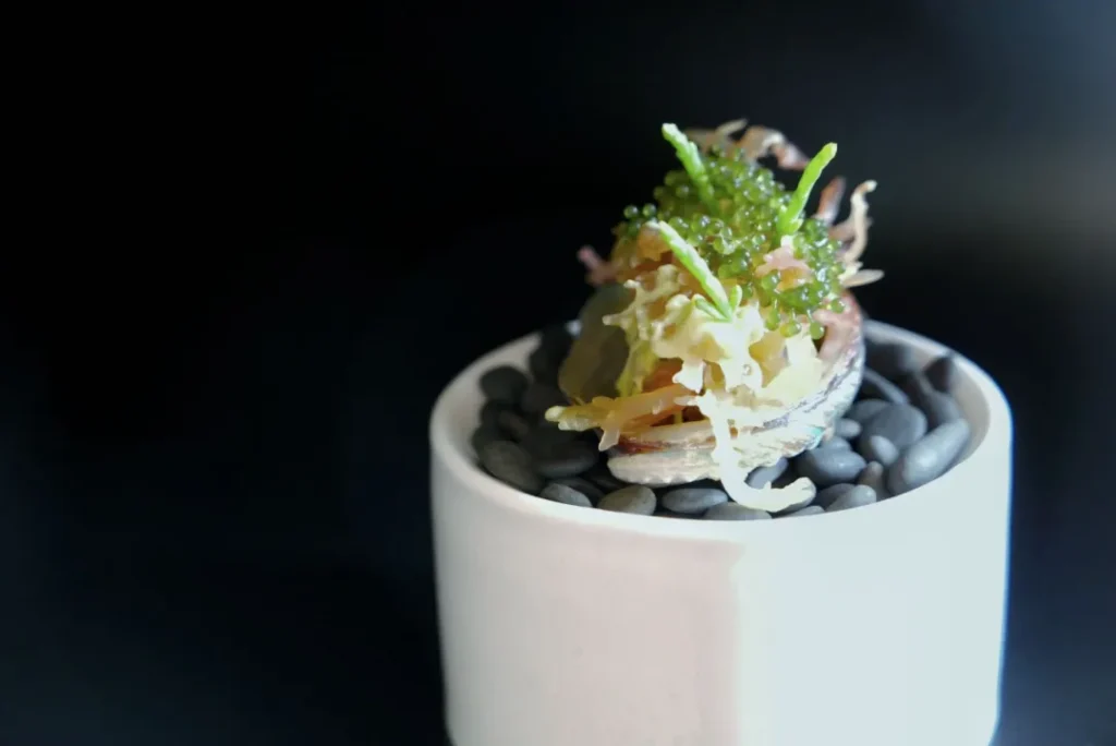 “海洋” 素食菜品，以海藻等打造，形似海洋微景观，色彩与造型富有创意。